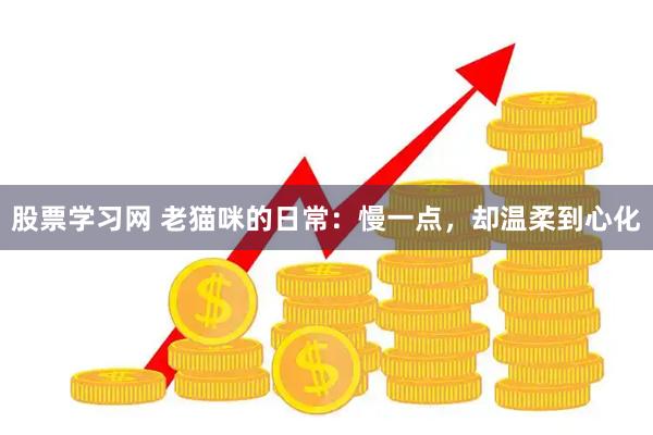 股票学习网 老猫咪的日常：慢一点，却温柔到心化